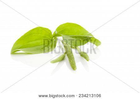Medical Plantago Major Plant  Leaves And Blossom Isolated On White Background.