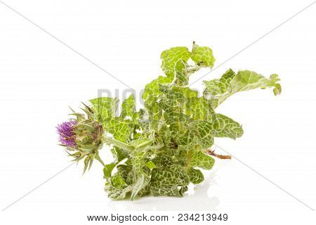 Milk Thistle Flower.