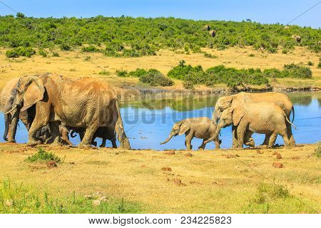 Family Elephants Walking In Addo Elephant National Park Near The Pool In Summer Season. Addo Np Is L