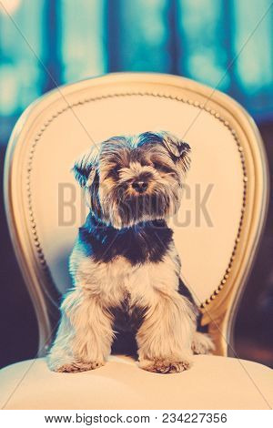 A Cute Yorkshire Terrier Lounging On A Leather Armchair. Toned Image.