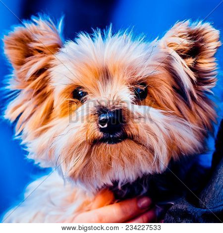 A Cute Yorkshire Terrier Lounging On A Leather Armchair. Toned Image.
