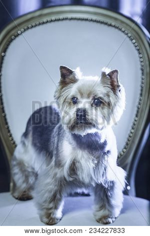 A Cute Yorkshire Terrier Lounging On A Leather Armchair. Toned Image.