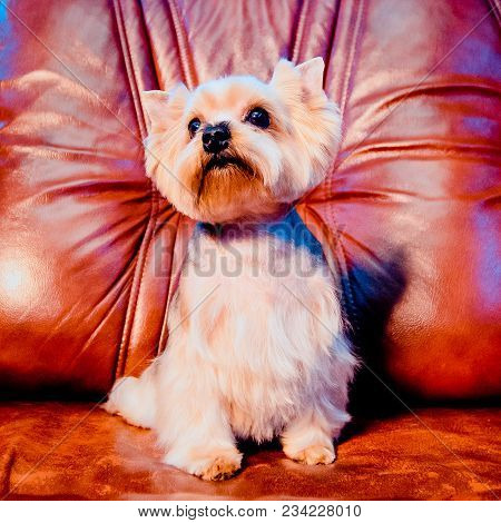 A Cute Yorkshire Terrier Lounging On A Leather Armchair. Toned Image.