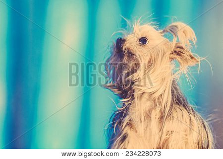 A Cute Yorkshire Terrier Lounging On A Leather Armchair. Toned Image.