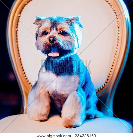 A Cute Yorkshire Terrier Lounging On A Leather Armchair. Toned Image.