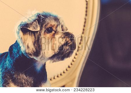 A Cute Yorkshire Terrier Lounging On A Leather Armchair. Toned Image.