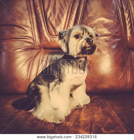 A Cute Yorkshire Terrier Lounging On A Leather Armchair. Toned Image.