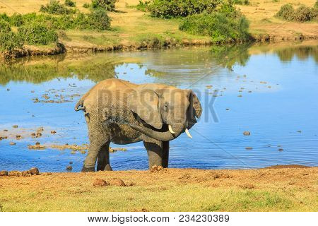 African Elephant Mud Shower Spraying Mud Over Body At Addo Elephant National Park In Summer Season N