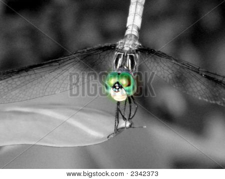 สวัสดี ตาสีเขียว