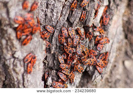 The Rump (pyrrhocoris Apterus, The Earlier Name Of The Wingless Rudder - Apterus Means 