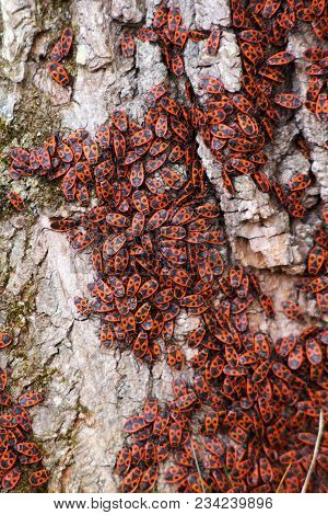 The Rump (pyrrhocoris Apterus, The Earlier Name Of The Wingless Rudder - Apterus Means 