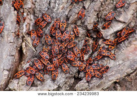 The Rump (pyrrhocoris Apterus, The Earlier Name Of The Wingless Rudder - Apterus Means 