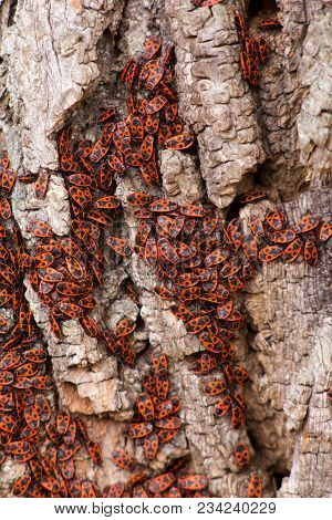 The Rump (pyrrhocoris Apterus, The Earlier Name Of The Wingless Rudder - Apterus Means 