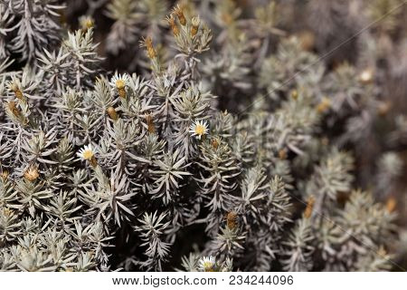 Branches And Flowers Of A Helichrysum Bush (perhaps Helichrysum Citrispinum)