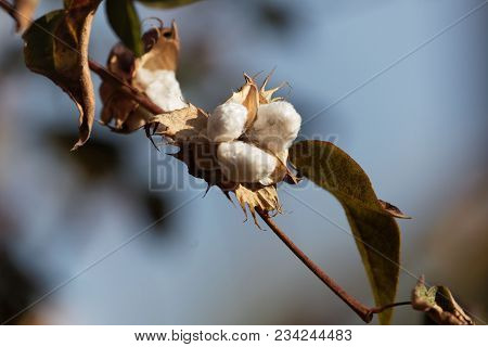 A Seed Capsule Tree Cotton (gossypium Arboretum).