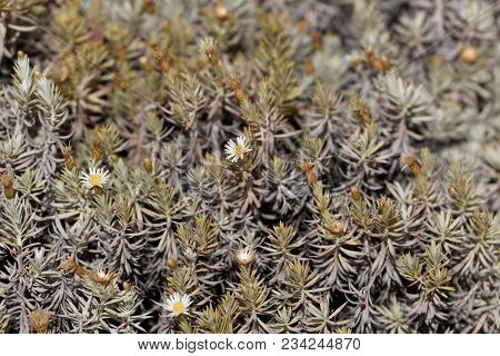 Branches And Flowers Of A Helichrysum Bush (perhaps Helichrysum Citrispinum) In East Africa.