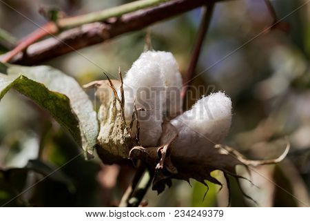 Seed Capsule Tree Cotton (gossypium Arboretum)