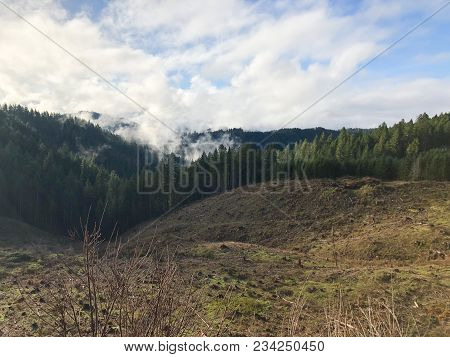 Clearcut Hillside With Tall Timber And Reprod On One Side In A Tree Farm In Oregon.