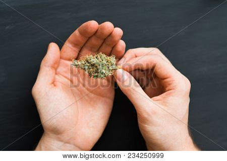 Buds Hemp In The Hands Close-up.the Legalization Of Marijuana In The World Shallow Focus Effect Use 