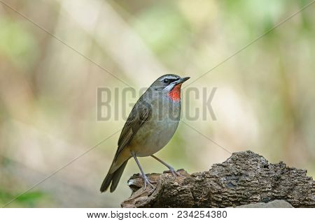 Siberian Rubythroat Bird (luscinia Sibilans)