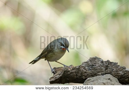 Siberian Rubythroat Bird (luscinia Sibilans)