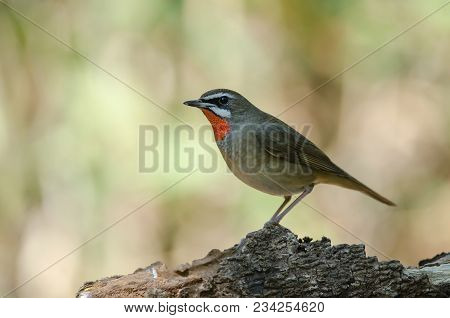Siberian Rubythroat Bird (luscinia Sibilans)