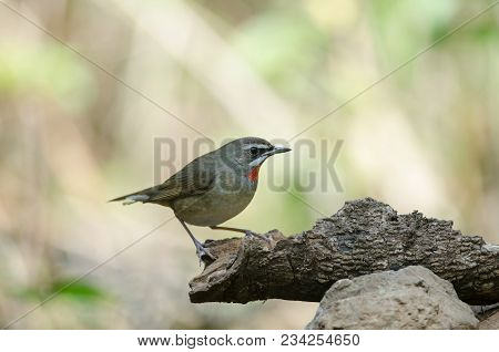 Siberian Rubythroat Bird (luscinia Sibilans)