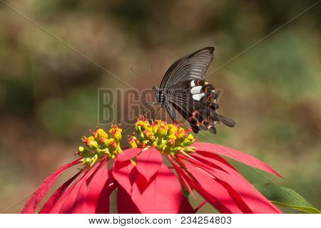Common Mormon Butterfly (papilio Polytes Linnaeus), Sucking Nectar From Fully Bloomed Red Flower. Im