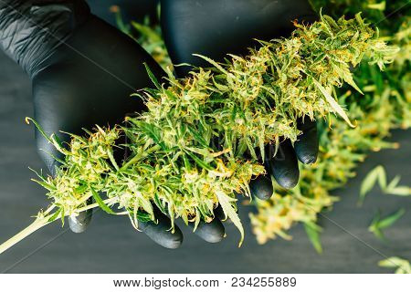 A Large Bud Of Fresh Cannabis Harvest In The Hands Of A Male Grover Concepts Of Cultivating Medical 