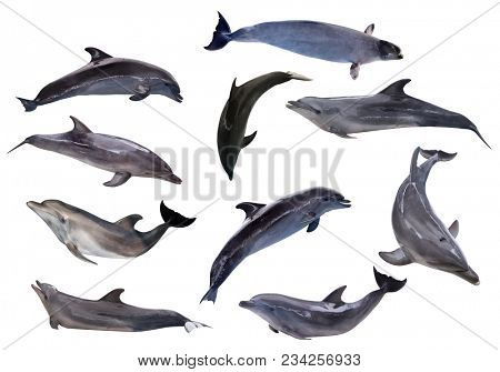ten grey doplhins isolated on white background