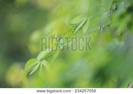 Green Leaves Of Tamarind In The Garden For Design Nature Background In You Work,soft Focusing On The