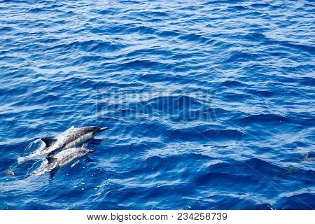 Two Dolphins Accelerating In Ocean Water For A Next Jump, Southern California