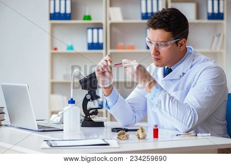 Paleontologist looking at extinct animal bone