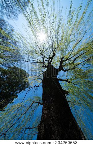 Beautiful young green willow tree leaves in early spring. Shot from below.
