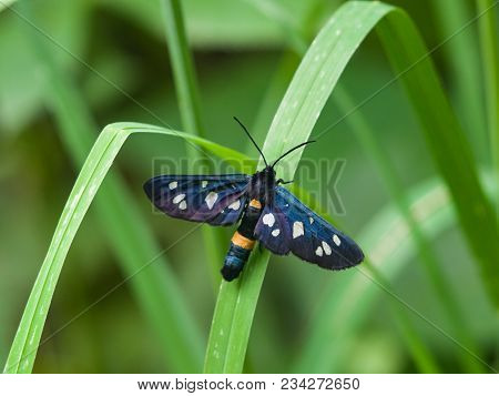 Nine-spotted Moth Or Yellow Belted Burnet, Amata Phegea, Formerly Syntomis Phegea, Macro In Weed, Se