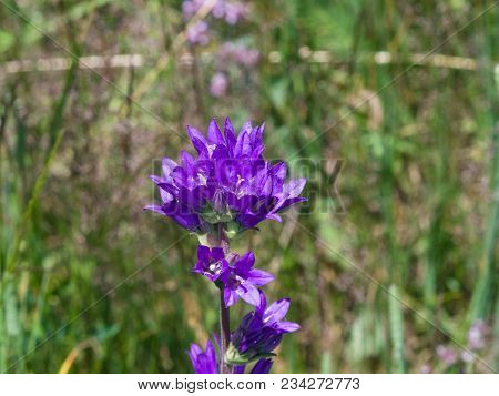 Blue-purple Bellflower Campanula Flowers With Bokeh Background, Close-up, Selective Focus, Shallow D