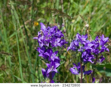 Blue-purple Bellflower Campanula Flowers With Bokeh Background, Close-up, Selective Focus, Shallow D