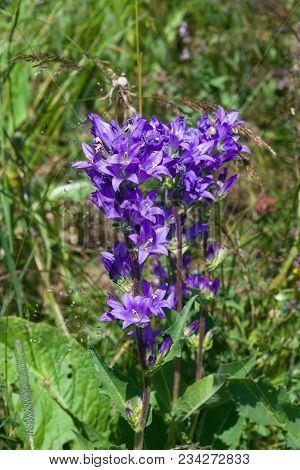 Blue-purple Bellflower Campanula Flowers With Bokeh Background, Close-up, Selective Focus, Shallow D