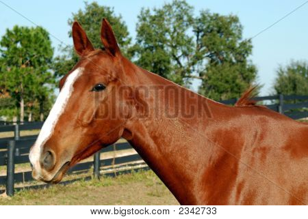 Cavallo