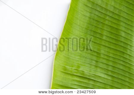 มัดบนพื้นหลังสีขาว