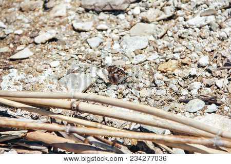Beautiful Butterfly On The Rocks Near The Water, Nature, Spring
