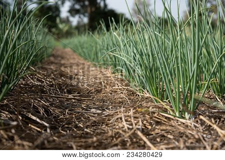 Green Shallot Growth In Farmland(allium Ascalonicum),vegetable Garden Farmland In Northeast Of Thail