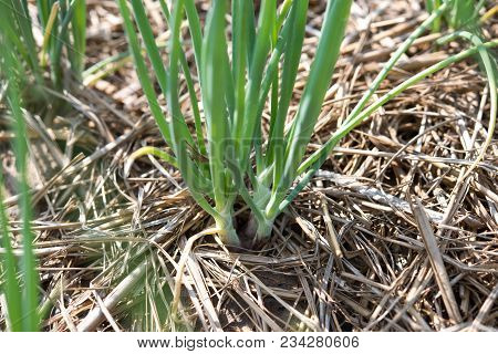 Green Shallot Growth In Farmland(allium Ascalonicum),vegetable Garden Farmland In Northeast Of Thail