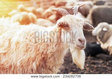 Portrait Of A Billy Goat Looking At The Camera