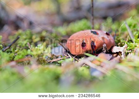 Macro Shot Of Bleeding Mushroom Hydnellum Peckii - Mushroom In Mossy Forest
