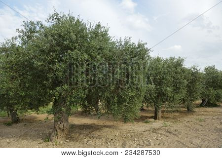 Olive trees in Italy, harvesting time. Olive trees garden, mediterranean olive field ready for harvest. Olive grove. Raw ripe fresh olives.