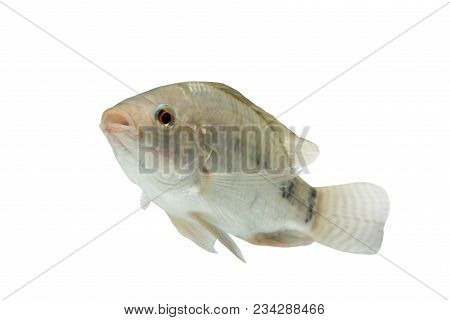 Oreochromis Niloticus ,fresh Raw Fish Isolated On White Background With Clipping Path