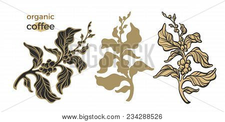 Vector Set Of Silhouette Coffee Branch With Leaves And Beans Botanical Art Line Drawing Design Reali