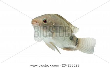 Oreochromis Niloticus ,fresh Raw Fish Isolated On White Background With Clipping Path