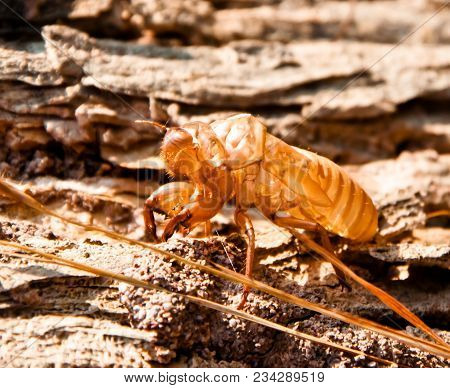 Cicadidae Cracked Mackerel Living In Nature, Remaining Stain